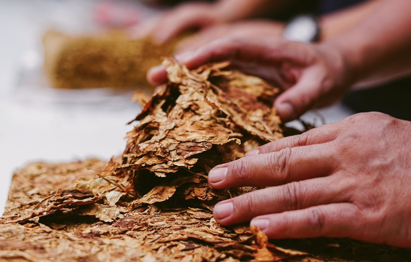 How Swedish Snus is made